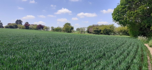 Views from Offchurch Lane, Public Footpaths towards Offchurch the River Leam and Newbold Comyn