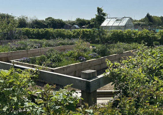 Precedent image showing sensory growing gardens and orchards for the community