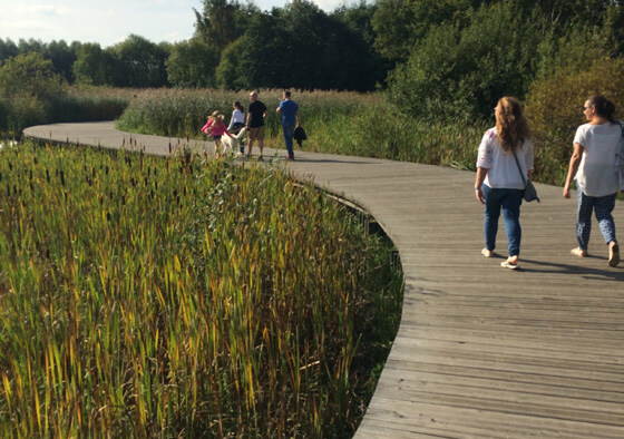 A group of people walking along a curved wooden boardwalk surrounded by tall grasses.