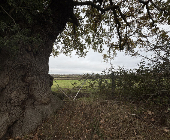 A photo of mature trees of King’s Hill Lane