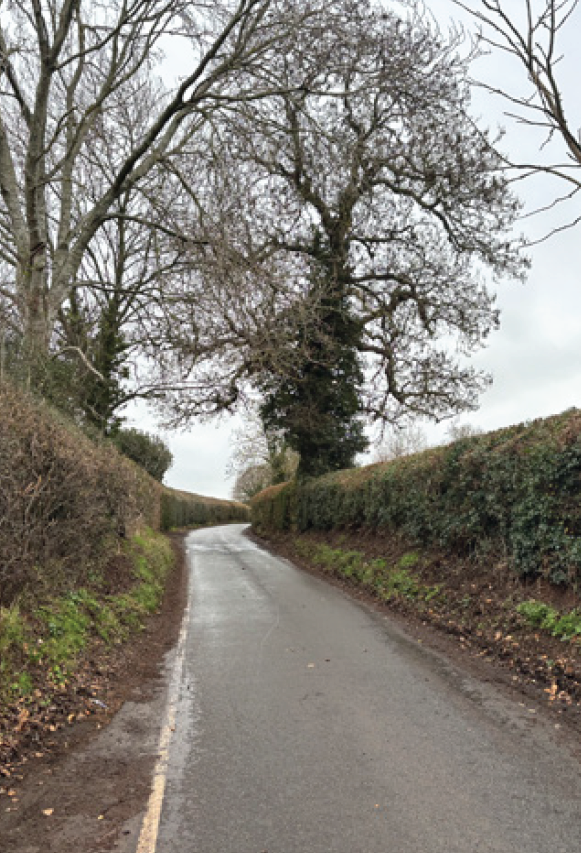 A photo showing mature trees and hedges on King’s Hill Lane