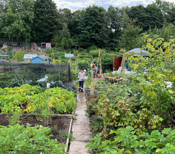 Precedent image showing a community garden