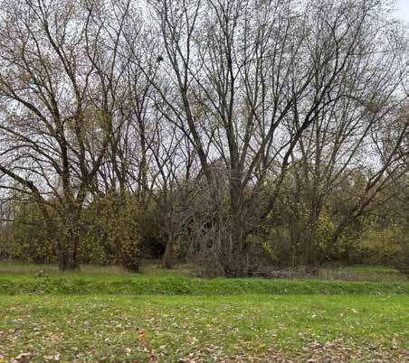 A photo of access into woodland